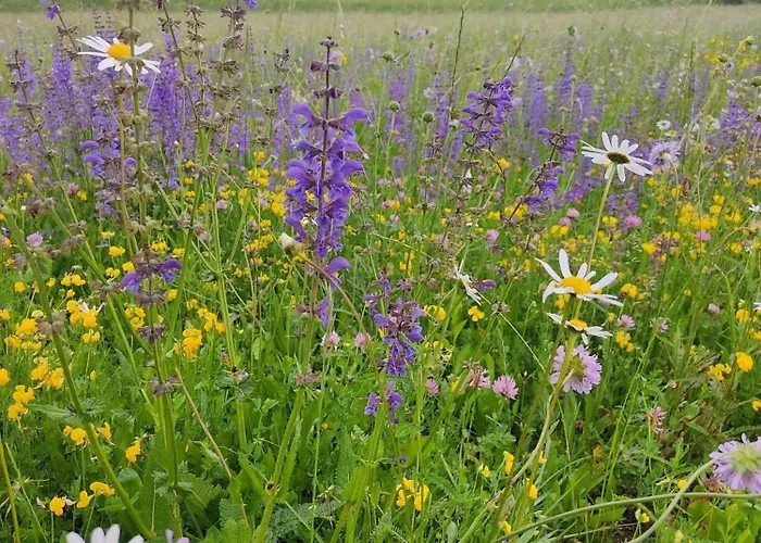 דירה V Objemu Gora *